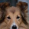 Sheltie